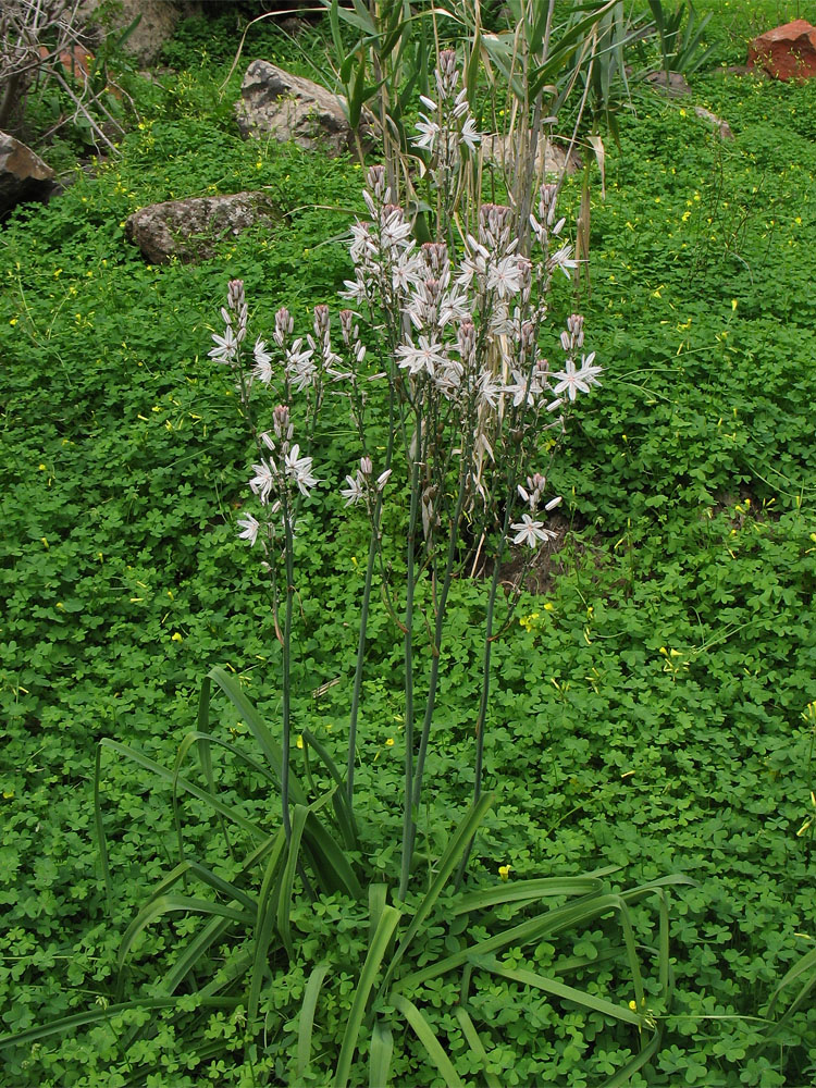 Image of Asphodelus ramosus ssp. distalis specimen.