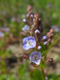 Veronica beccabunga
