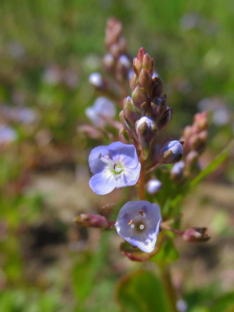 Image of Veronica beccabunga specimen.