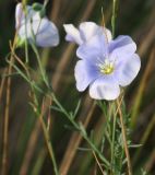 Linum austriacum