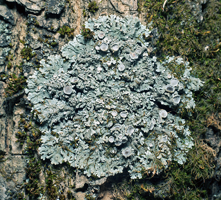 Image of genus Physcia specimen.