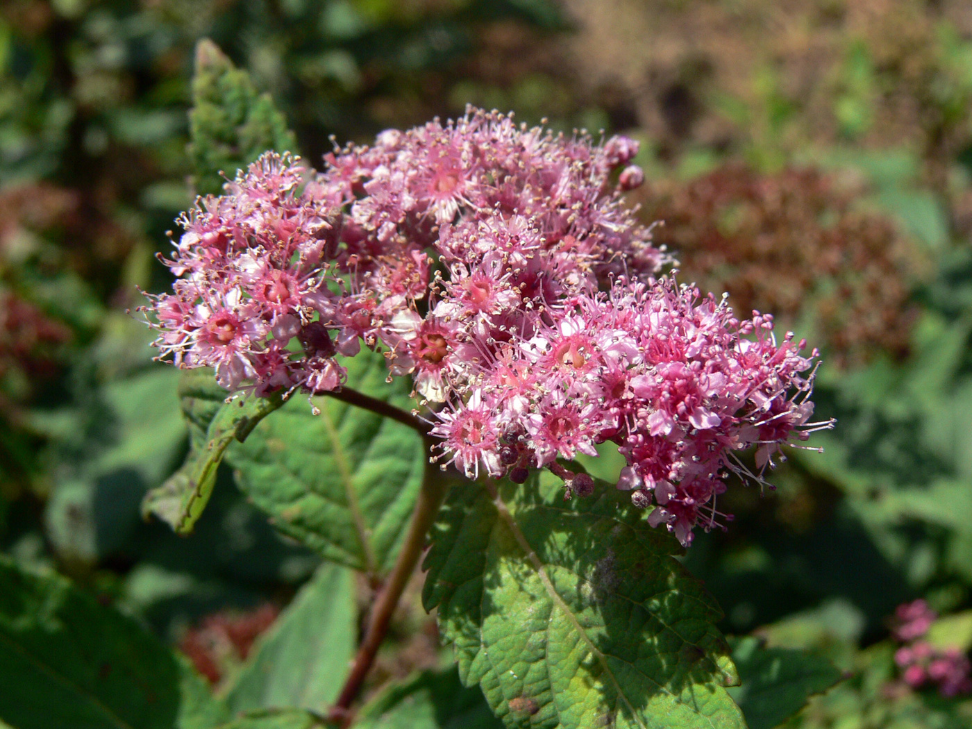 Image of Spiraea japonica specimen.