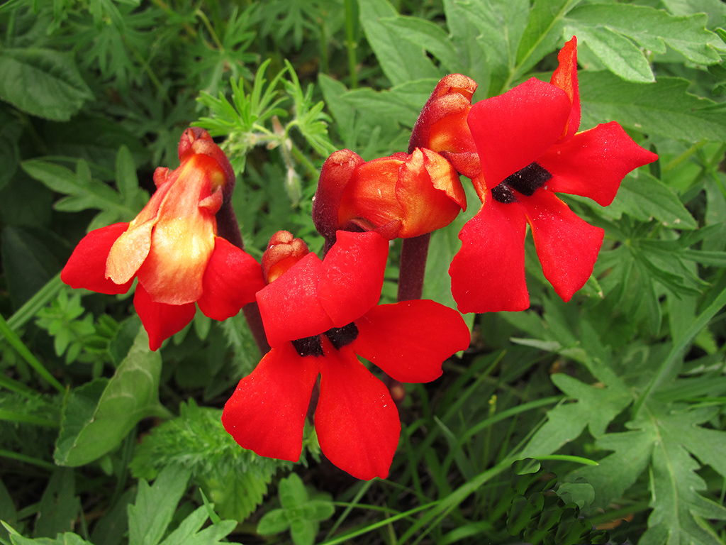 Image of Phelypaea coccinea specimen.