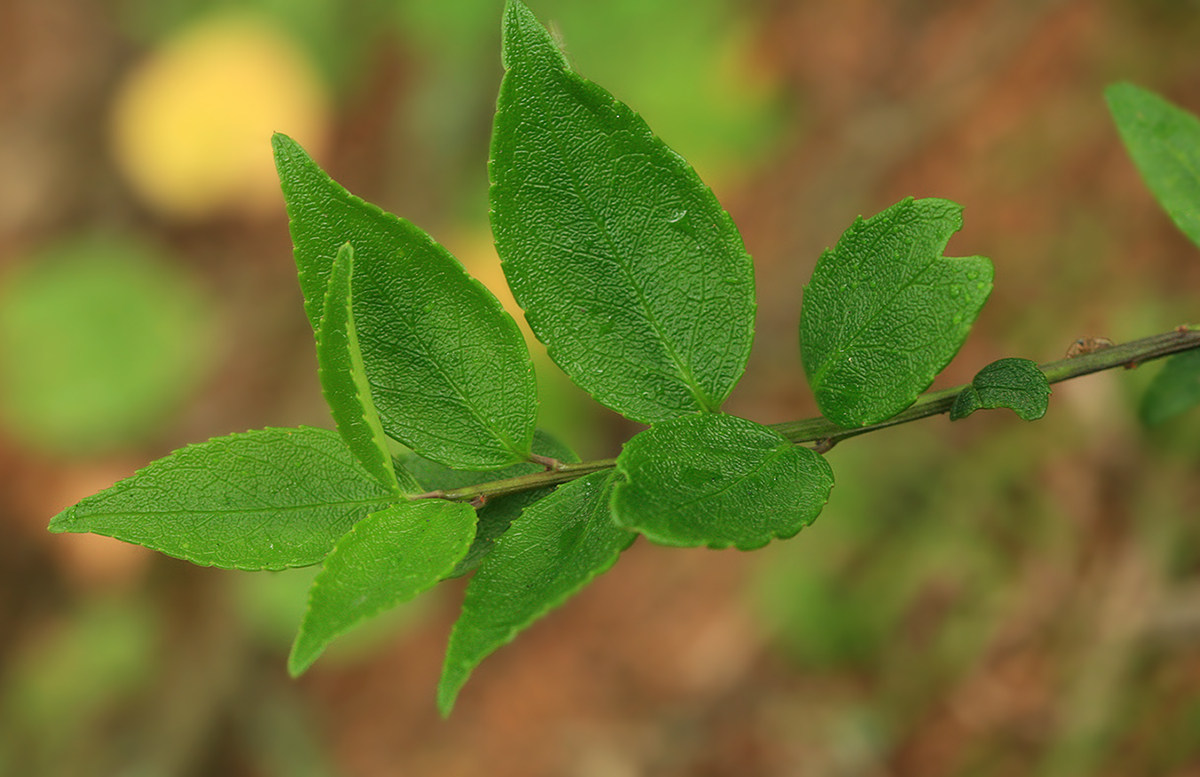 Изображение особи Ilex rugosa.