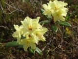 Rhododendron aureum. Верхушки побегов с цветками. Магаданская обл., окр. г. Магадан, п-ов Старицкого, сопка Марчеканка, на склоне. 26.06.2016.