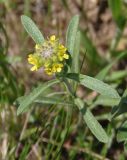 Alyssum turkestanicum разновидность desertorum. Верхняя часть цветущего растения. Украина, г. Запорожье, западный берег о-ва Хортица, каменистый склон, степь. 16.04.2016.