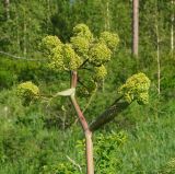Ferula songarica. Бутонизирующее соцветие. Восточный Казахстан, Кокпектинский р-н, 25 км в горы от с. Пантелеймоновка, просека в лесу, ок. 1000 м н.у.м. 13.06.2016.