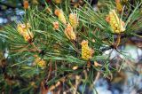 Pinus sylvestris