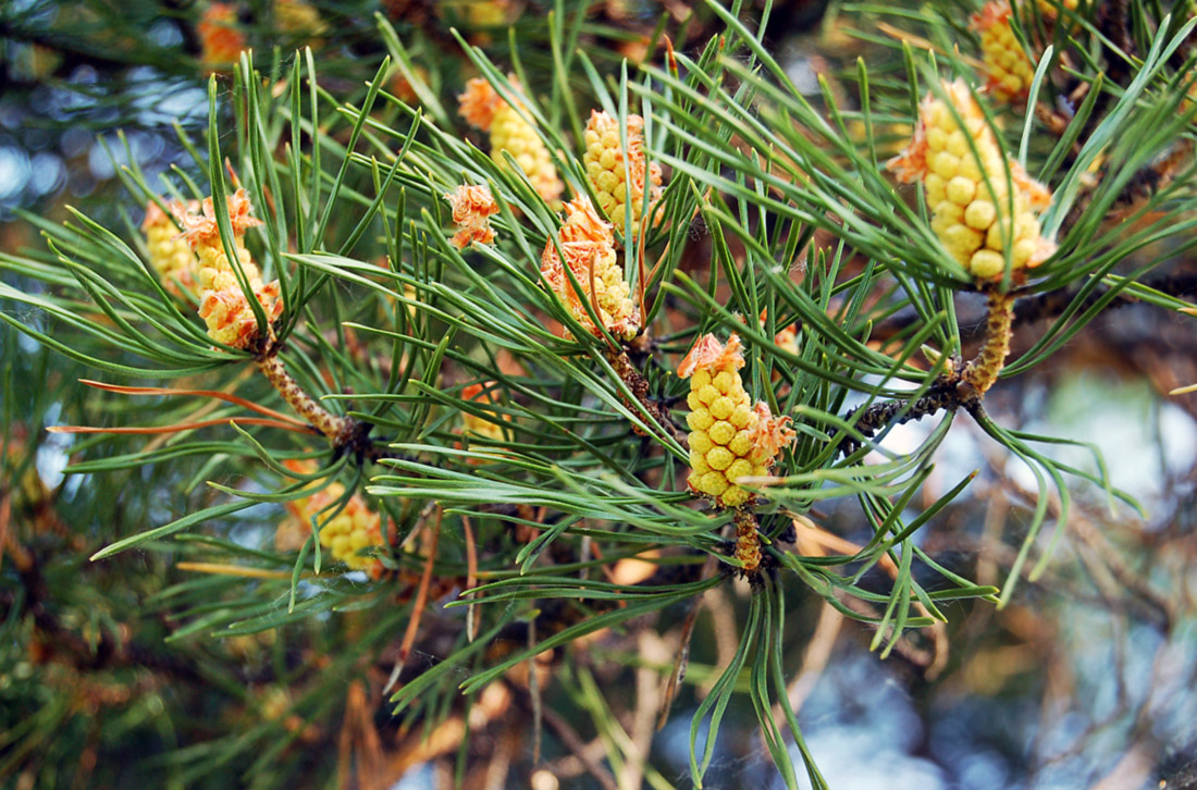 Изображение особи Pinus sylvestris.