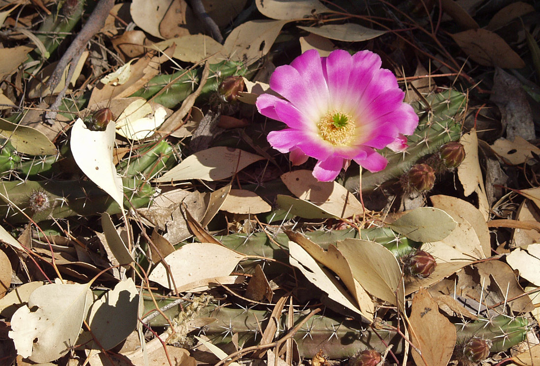 Изображение особи Echinocereus berlandieri.