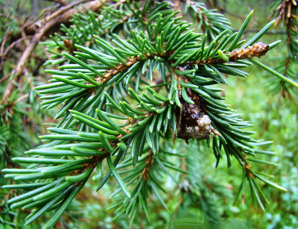 Image of Picea obovata specimen.