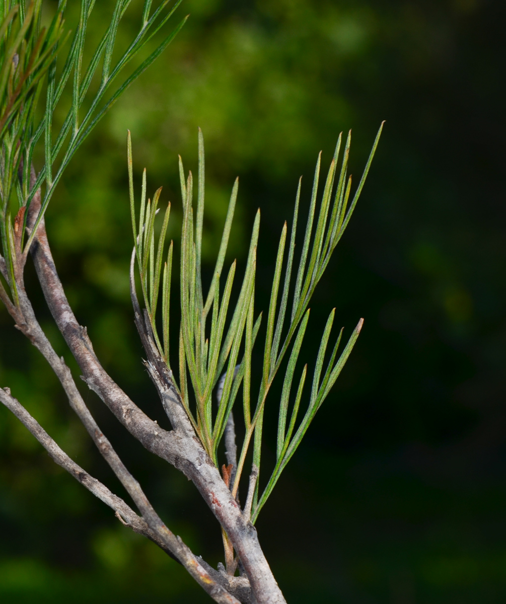 Image of Grevillea hodgei specimen.