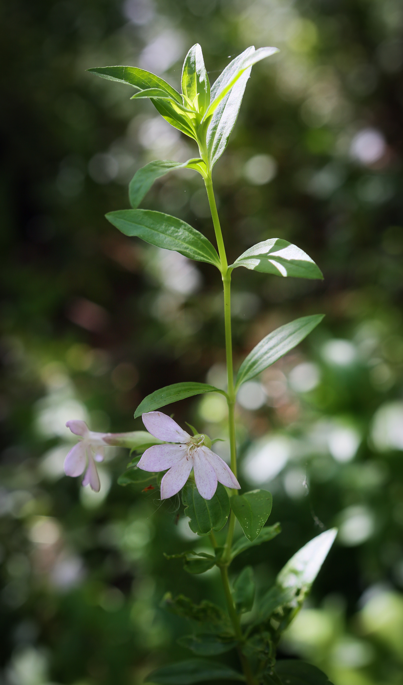 Изображение особи Saponaria officinalis.