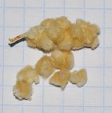 Image of taxon representative. Author is Татьяна Мальчинская