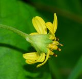 Melanthera biflora