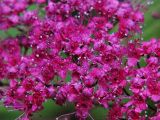 Spiraea japonica. Цветки. Польша, Подляское воеводство, окр. Нарвянского национального парка. 25.06.2009.