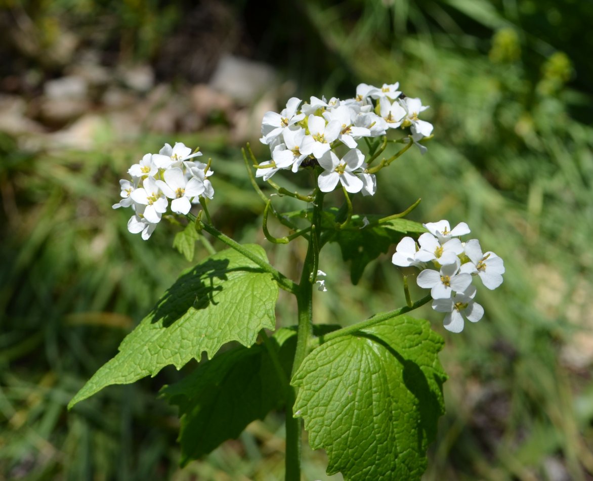 Image of Alliaria petiolata specimen.