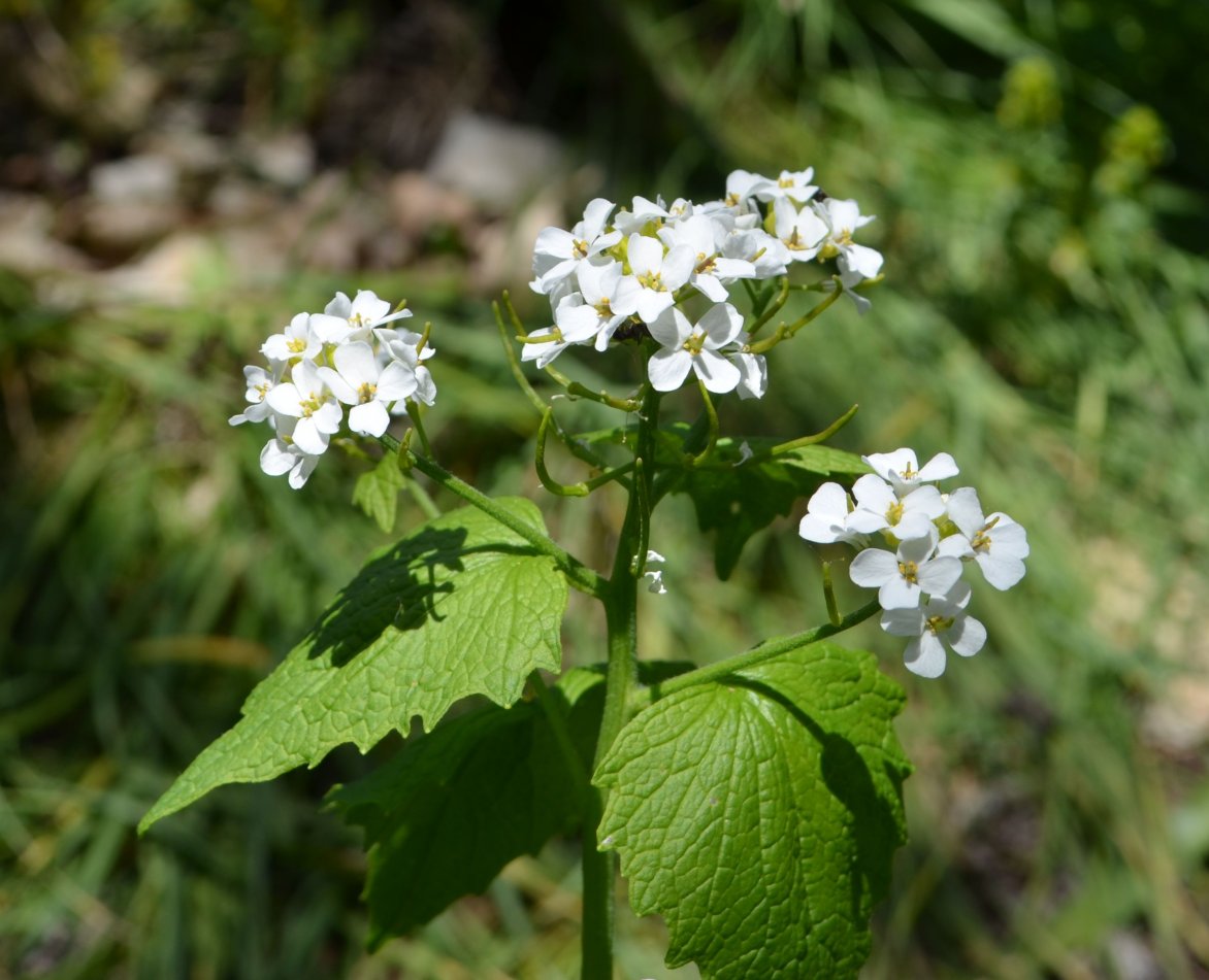 Изображение особи Alliaria petiolata.