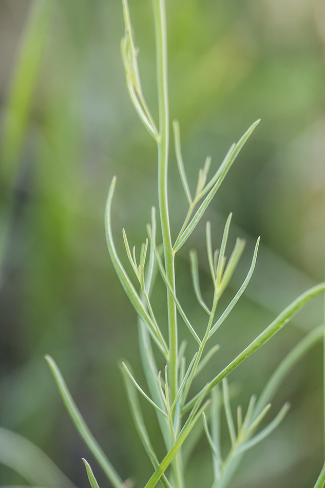 Изображение особи Linaria macroura.