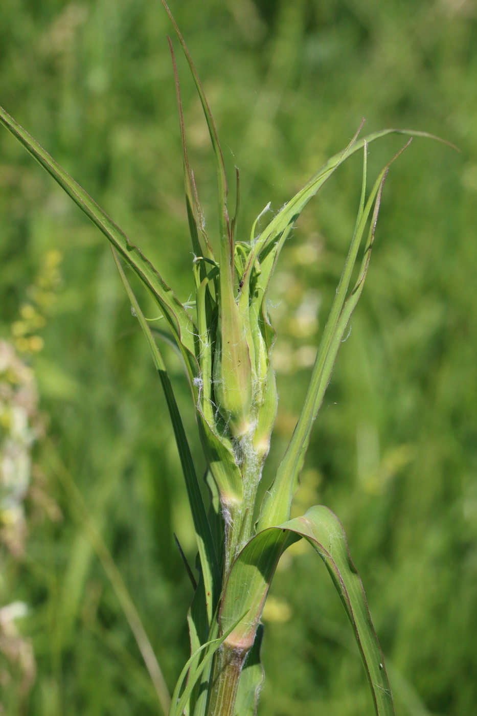 Изображение особи род Tragopogon.