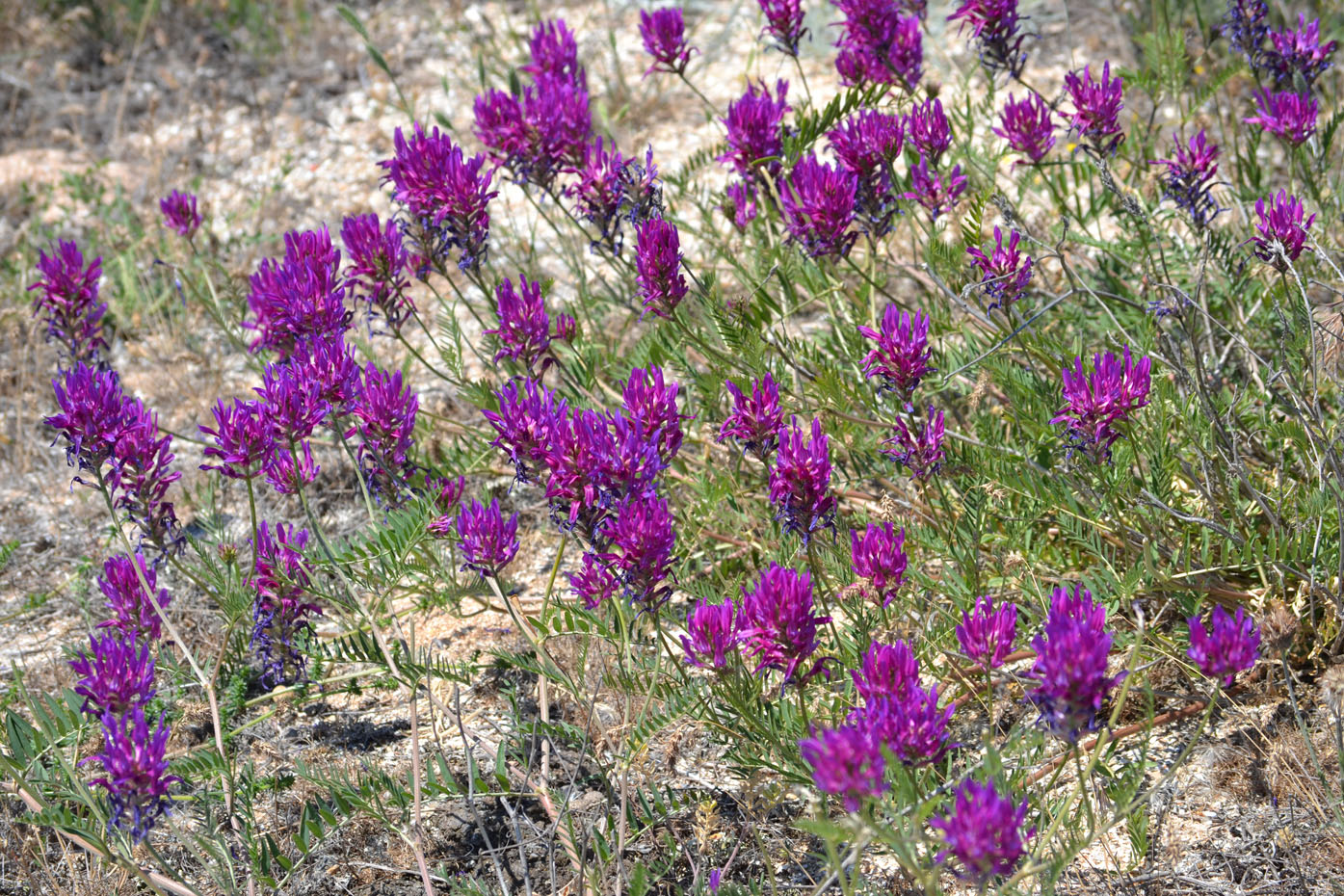 Image of Astragalus onobrychis specimen.