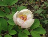 Paeonia × litvinskajae. Цветок. Грузия, г. Тбилиси, Центральный ботанический сад АН Грузии. 23.04.2017.
