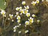 Ranunculus circinatus. Цветущее растение. Псковская обл., Пушкиногорский р-н, Пушкинский музей-заповедник, оз. Кучане. 11.08.2008.