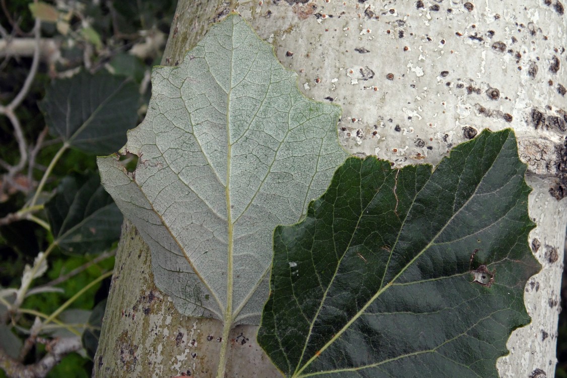 Image of Populus alba specimen.