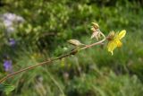 Helianthemum nummularium. Верхушка побега с цветком и бутонами. Республика Адыгея, Майкопский р-н, ок. 3 км юго-восточнее хутора Весёлый, хребет Скалистый (Уна-Коз), гора Шидехт, луг у скального обрыва, выс. 1110 м н.у.м. 18.06.2017.