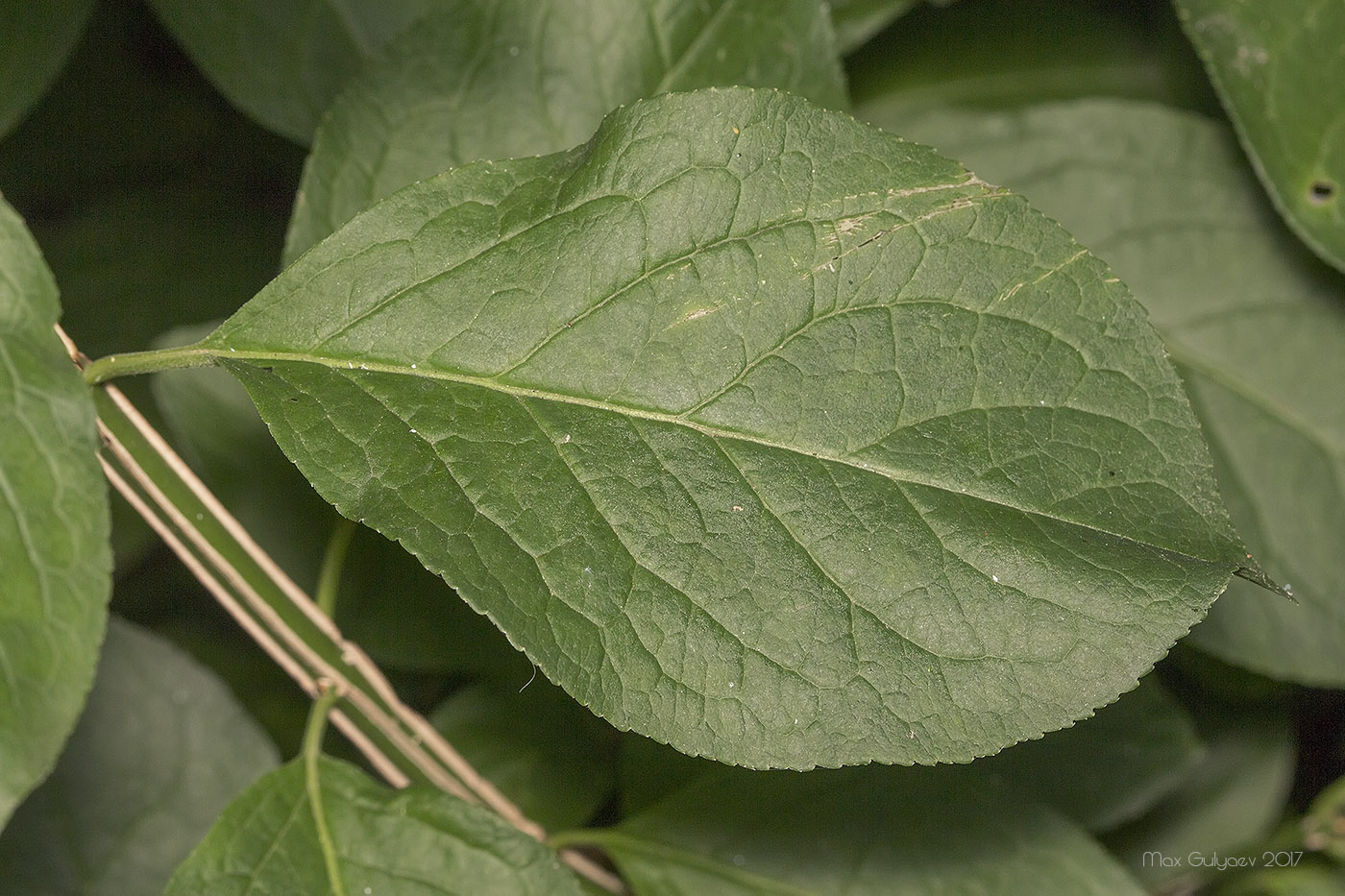 Изображение особи Euonymus europaeus.