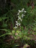Platanthera bifolia