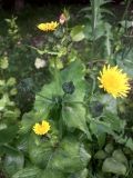 Sonchus asper