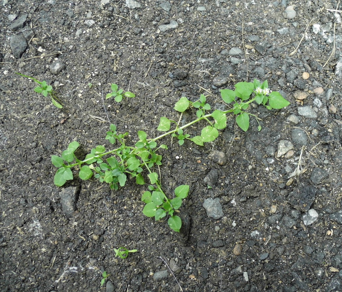 Image of Stellaria media specimen.