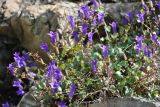 Campanula bayerniana