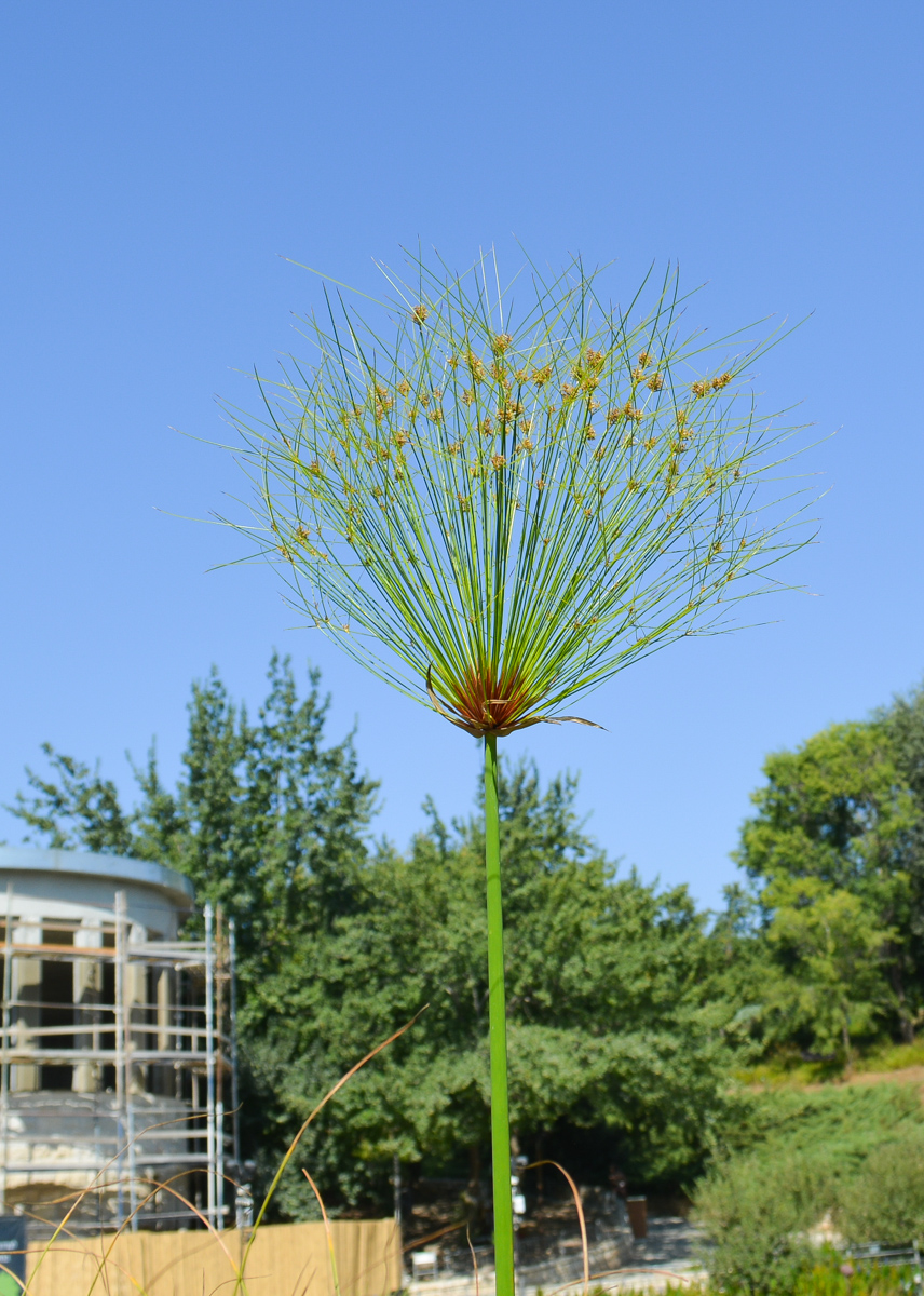 Изображение особи Cyperus papyrus.