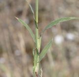 Tragus racemosus