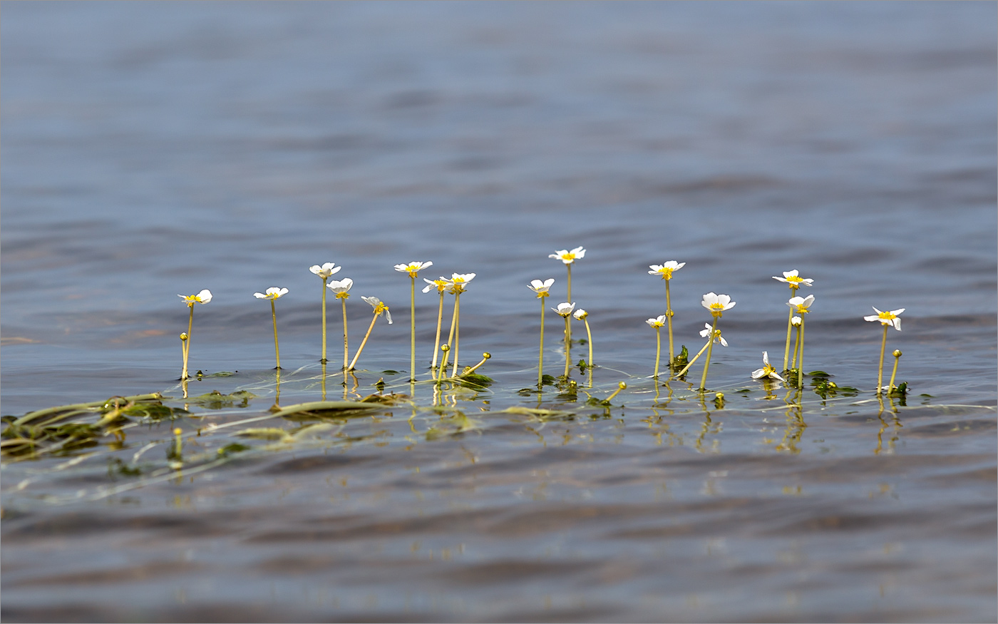 Image of Ranunculus baudotii specimen.