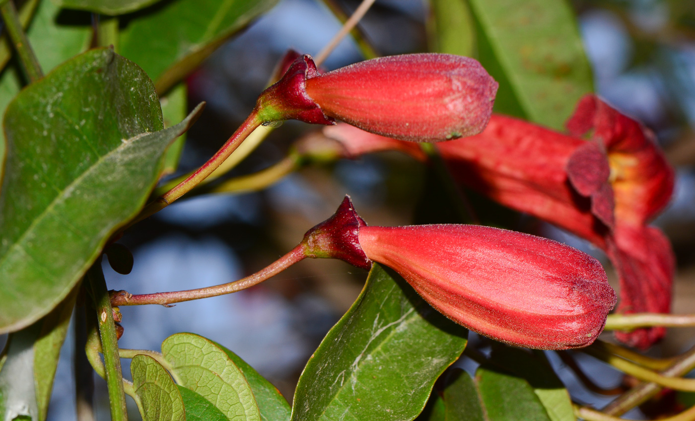 Image of Bignonia capreolata specimen.