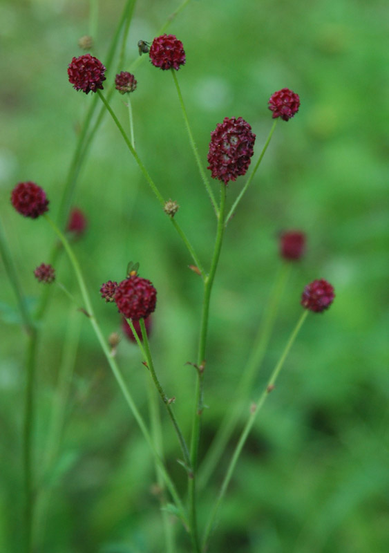 Изображение особи Sanguisorba polygama.