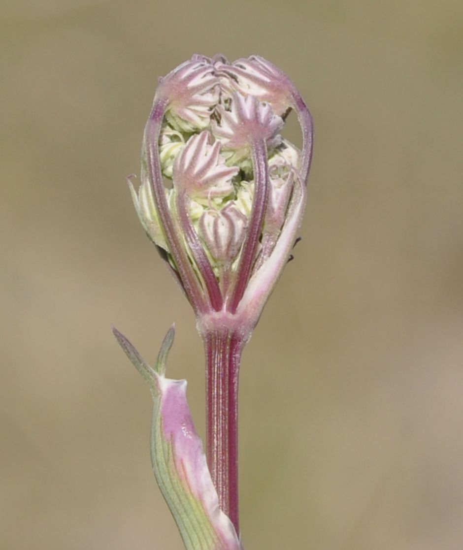 Image of Crithmum maritimum specimen.