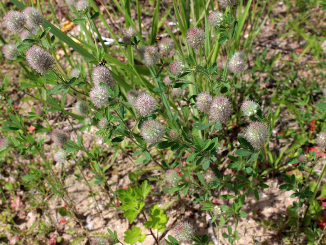 Image of Trifolium arvense specimen.