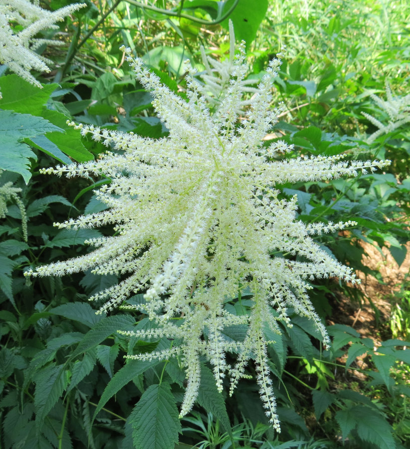 Image of Aruncus dioicus specimen.