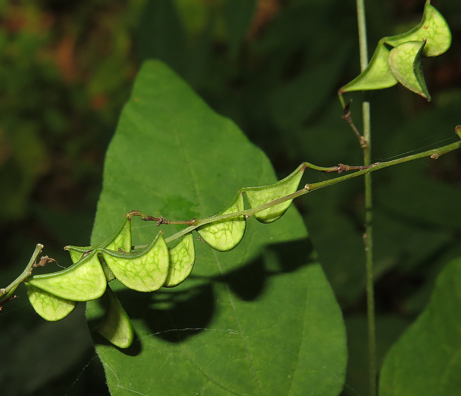 Изображение особи Podocarpium mandshuricum.