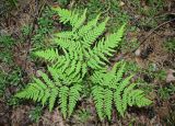 Pteridium pinetorum