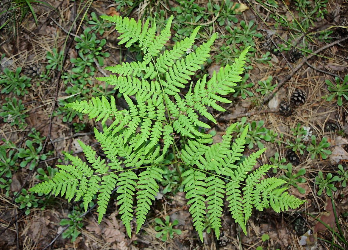 Изображение особи Pteridium pinetorum.