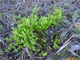 genus Galium. Вегетирующие растения. Украина, г. Николаев, Заводской р-н, парк \"Лески\", среди кустарника. 28.12.2017.