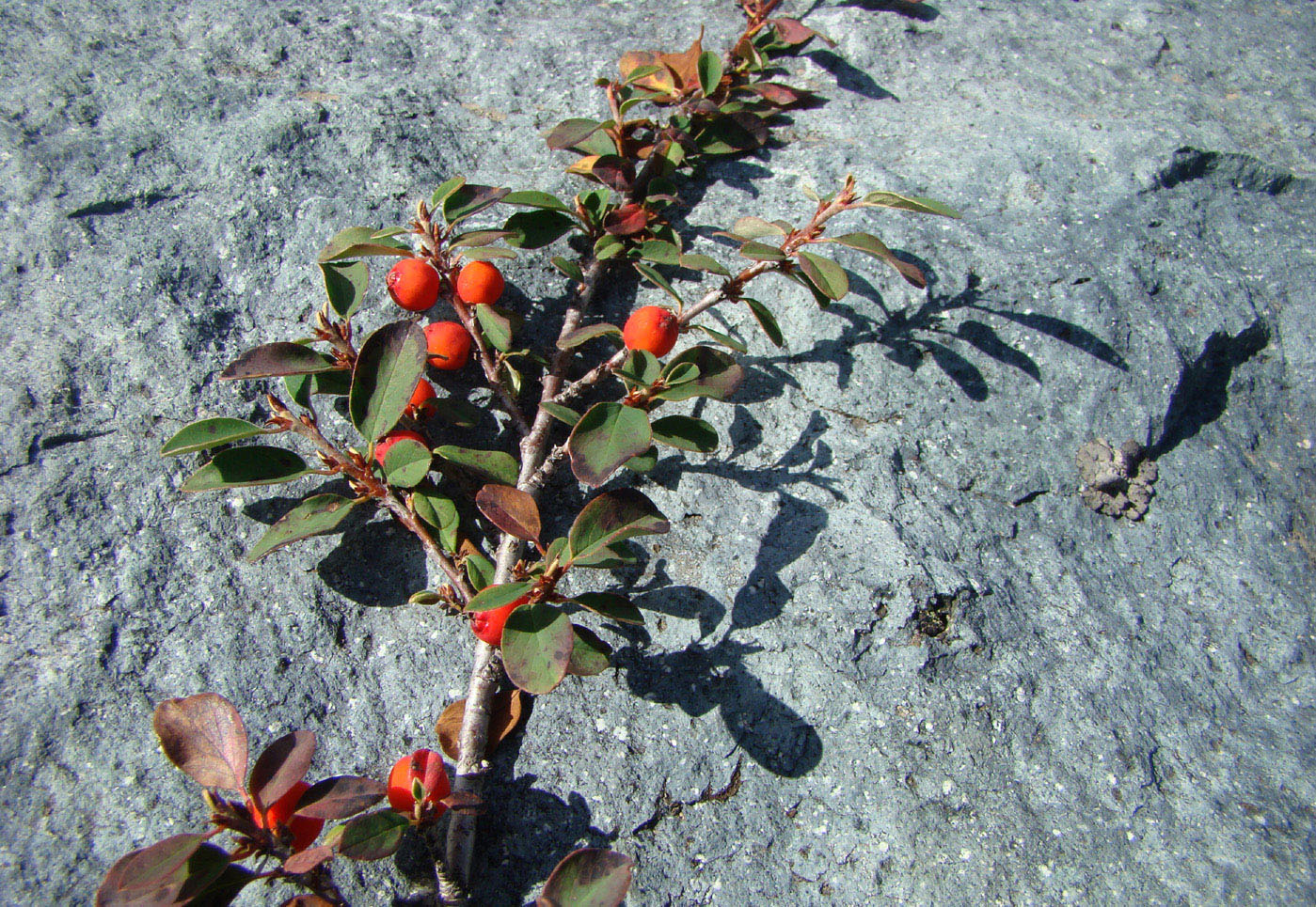 Image of Cotoneaster uniflorus specimen.