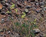 Aconogonon angustifolium. Цветущее растение. Монголия, аймак Архангай, вулкан Хэрийин, ≈ 2200 м н.у.м., каменистый склон. 06.06.2017.