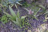 Sansevieria liberica