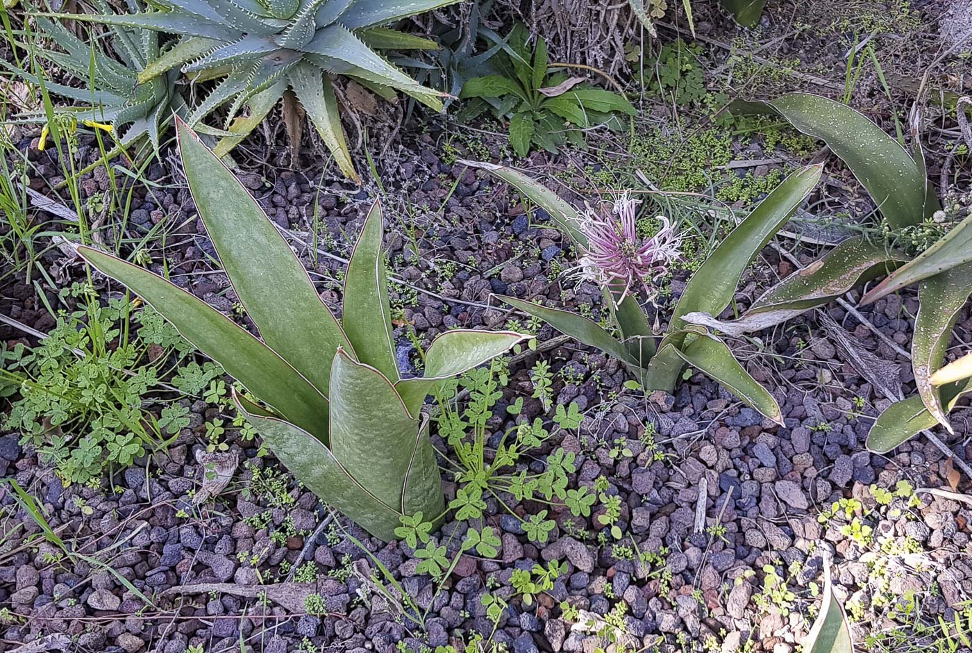 Image of Sansevieria liberica specimen.